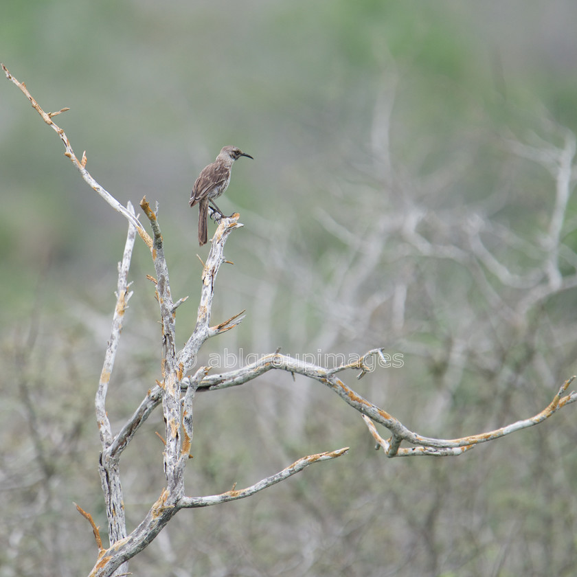 Gardner-Bay 2015-04-13 12-40-47 ABL 6230 
 Keywords: Española Mockingbird, Galápagos Wildlife, wildlife