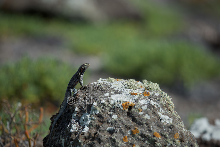 South-Plaza 2015-04-16 09-51-56 ABL 7618 
 Keywords: Galápagos Wildlife, Lava Lizard, wildlife