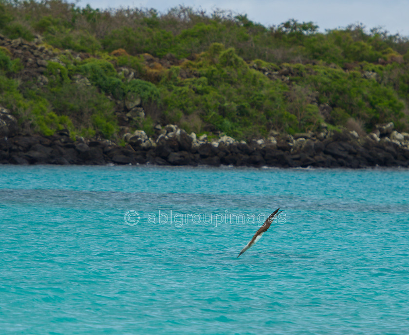 Gardner-Bay 2015-04-13 12-24-29 ABL 6177 
 Keywords: ANIMALS, birds, Galápagos Wildlife, Nazca Booby, wildlife