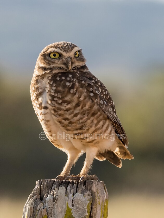 Pantanal 21-08-2022 16-07-21 P8210148-Edit 
 Burrowing Owl 
 Keywords: ANIMALS, Brazil, Panatanal Wildlife, South America, WORLD REGIONS & COUNTRIES, birds, wildlife