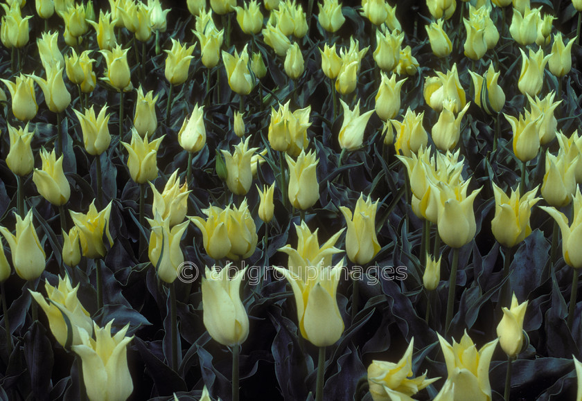 NE76 
 Keukenhof Gardens tulips fields, Amsterdam Holland 
 Keywords: Europe, Netherlands, plants, public garden, Flowers, flower, emotion, gardens, light yellow, tulip, calm, landscape, perennial, peaceful, tulips