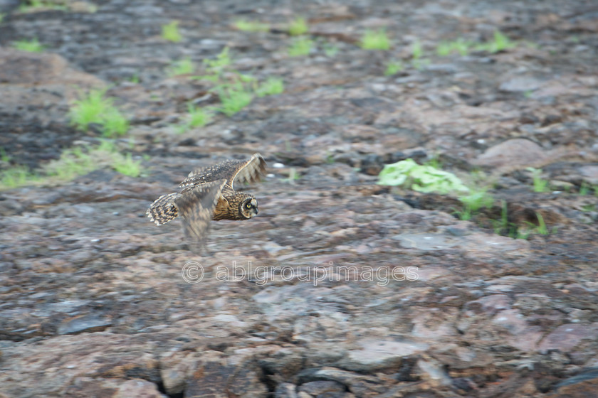 Genovesa 2015-04-18 18-14-52 ABL 9174 
 Keywords: birds, Galápagos Wildlife, Short-eared Owl, wildlife