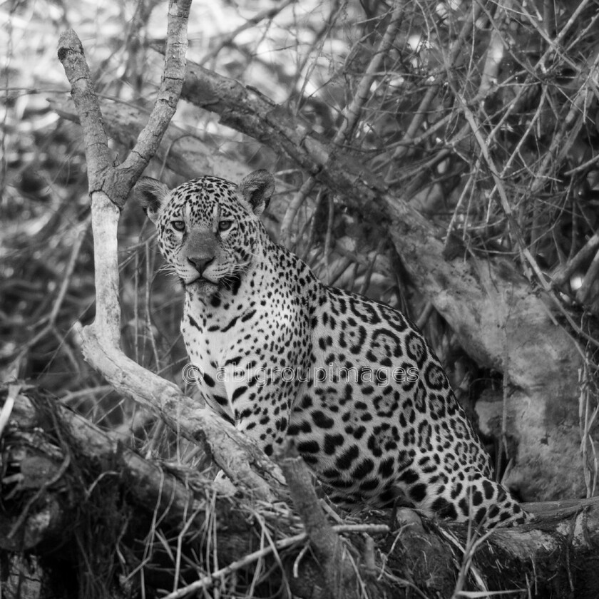 Pantanal 25-08-2022 15-24-02 ABL50294-Edit 
 Jaguar (Pantha onca) 
 Keywords: ANIMALS, Brazil, Jaguar, Panatanal Wildlife, South America, WORLD REGIONS & COUNTRIES, cat, mammals, wildlife