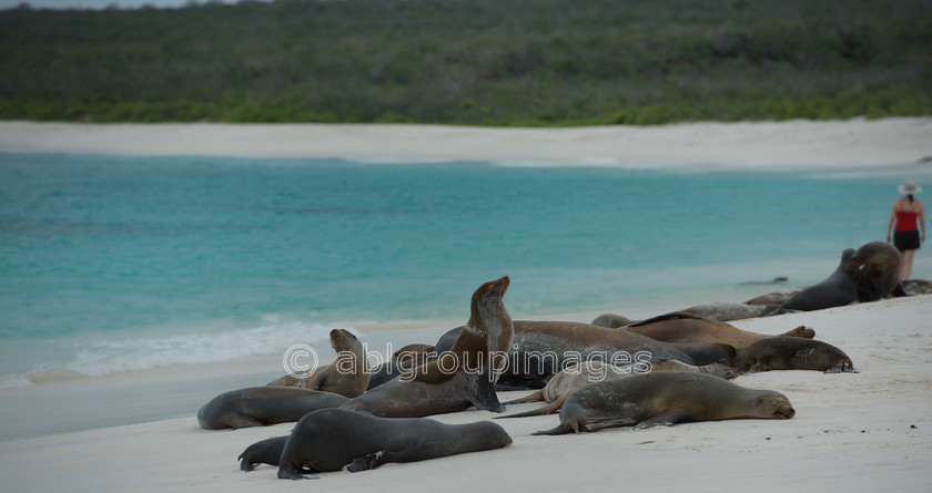 Gardner-Bay 2015-04-13 12-19-09 ABL 6151 
 Keywords: Galápagos Sea lion, Galápagos Wildlife, wildlife