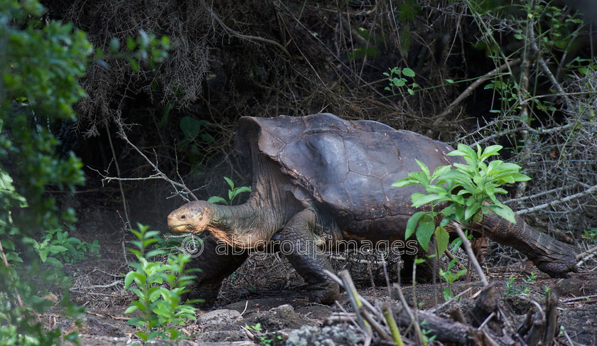 Santa-Cruz 2015-04-15 10-12-54 ABL 7093 
 Keywords: Galápagos Giant Tortoise, Galápagos Wildlife, wildlife