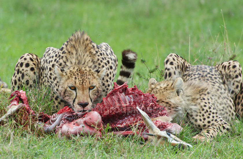 Serengeti 2013-03-10 12-30-52 ABL 4954.tiff - Version 3 
 Keywords: Africa, ANIMALS, cat, cheetah, Imagefile-Gallery, mammals, Tanzania, wildlife