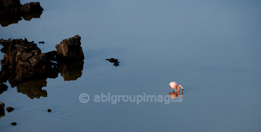 Champion-Islet 2015-04-14 08-11-57 ABL 6795 
 Keywords: birds, Galápagos Wildlife, Greater Flamingo, wildlife