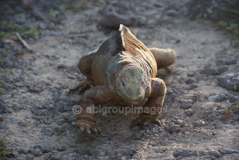 Santa-Fe 2015-04-16 17-58-56 ABL 8002 
 Keywords: Galápagos Land Iguana, Galápagos Wildlife, reptile, wildlife