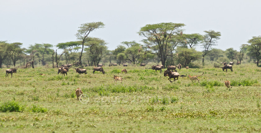 Serengeti 2013-03-12 12-37-04 ABL 5587.NEF - Version 2 
 The Hunt - 3 cheetahs and baby wilderbeast 
 Keywords: Africa, ANIMALS, cat, cheetah, Imagefile-Gallery, mammals, Tanzania, wildlife