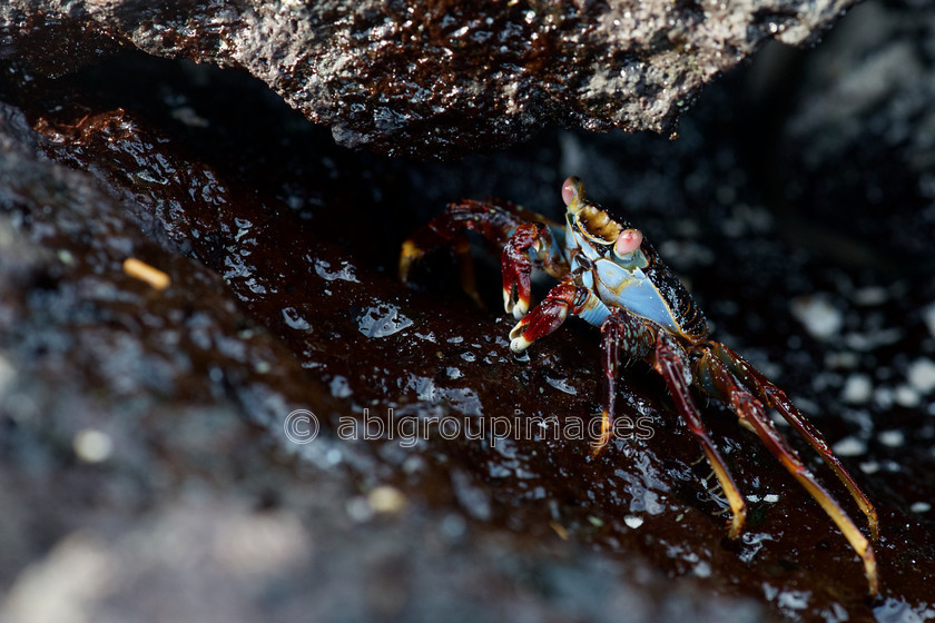 Cerro-Brujo 2015-04-12 17-51-41 ABL 6065 
 Keywords: Galápagos Wildlife, Sally Lightfoot Crab, wildlife