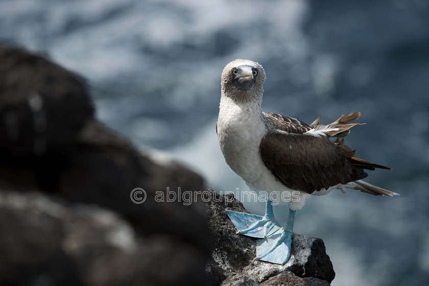 South-Plaza 2015-04-16 10-03-08 ABL 7659 
 Keywords: ANIMALS, birds, Blue-footed Booby, Galápagos Wildlife, wildlife