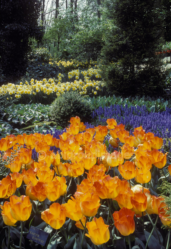 NE102 
 Keukenhof Gardens tulips fields, Amsterdam Holland 
 Keywords: dominant color, perennial, calm, light yellow, landscape, light red, Flowers, gardens, Netherlands, peaceful, flower, emotion, public garden, Europe, plants, tulip, tulips