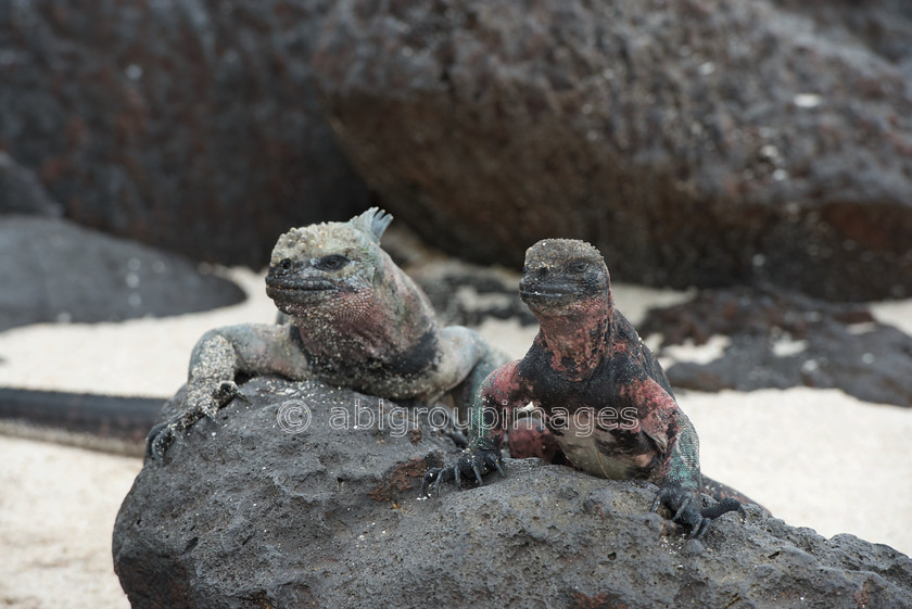 Punta-Suarez 2015-04-13 16-46-39 ABL 6257 
 Keywords: Galápagos Marine Iguana, Galápagos Wildlife, reptile, wildlife