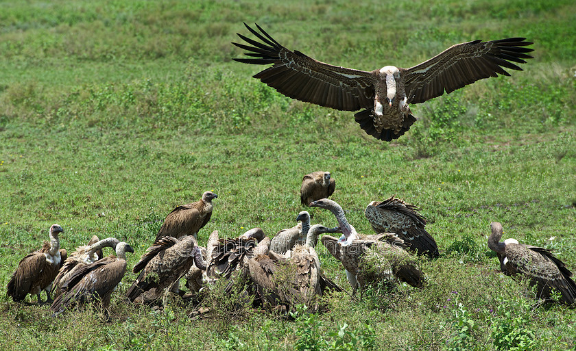 Serengeti 2013-03-13 11-53-18 ABL 6344.NEF - Version 4 
 Keywords: Africa, ANIMALS, birds, Imagefile-Gallery, Tanzania, vulture, vultures, White-backed Vulture, wildlife