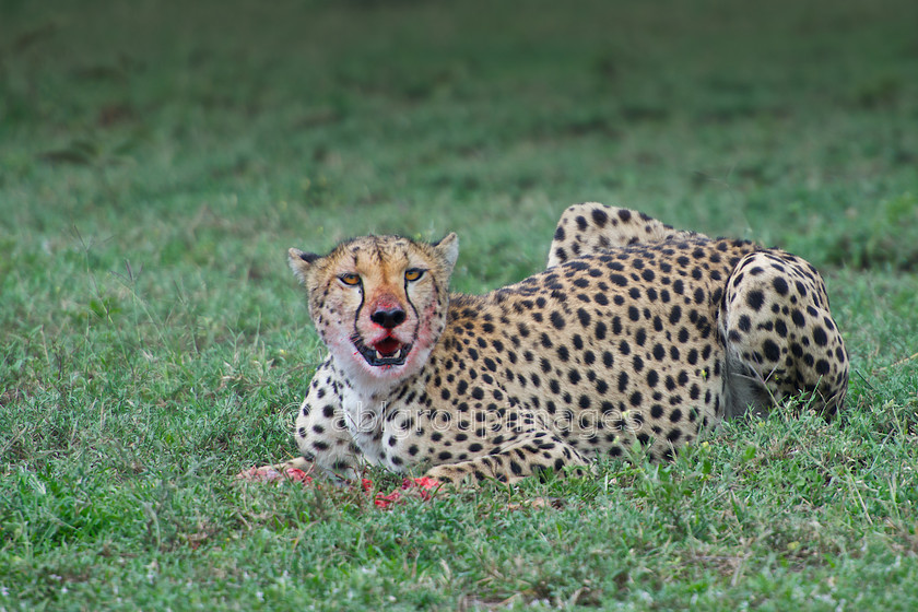 Serengeti 2013-03-12 15-16-58 ABL 5665.tiff - Version 5 
 Keywords: Africa, ANIMALS, cat, cheetah, Imagefile-Gallery, mammals, Tanzania, wildlife