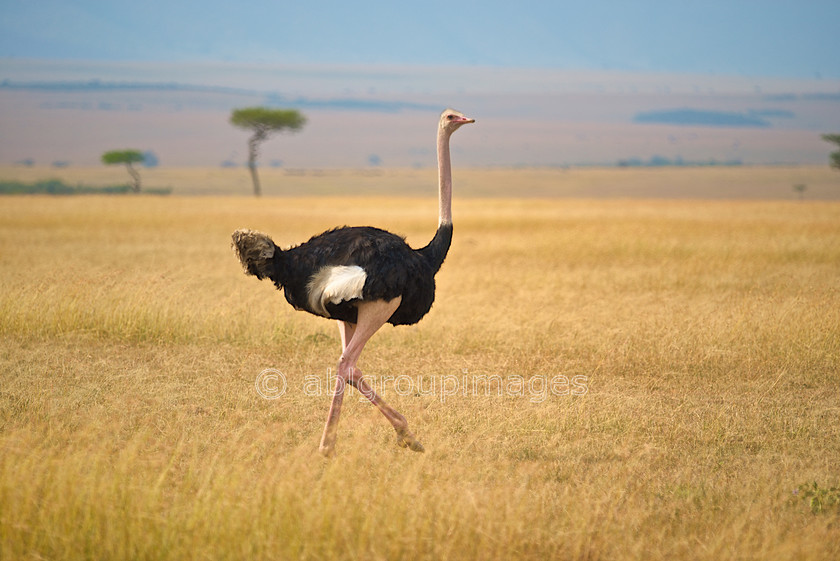 Serengeti 2013-03-06 15-50-20 ABL 3758.tiff - Version 3 
 Keywords: Africa, ANIMALS, birds, flightless birds, Imagefile-Gallery, ostrich, Tanzania, wildlife