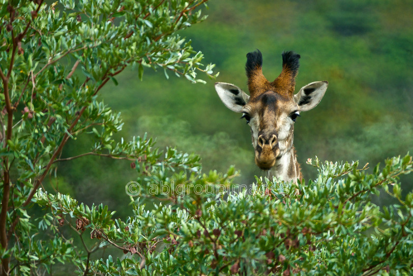 South Africa 2010 - 1026 
 Keywords: Africa, giraffe, Imagefile-Gallery, Imagefile-Home, mammals, ruminant, Wildlife