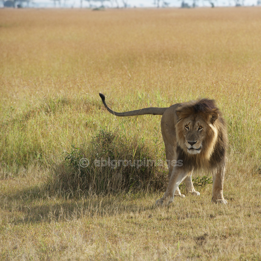 Serengeti 2013-03-06 08-28-39 ABL 3491.NEF - Version 2 
 Keywords: Africa, ANIMALS, cat, , lion, mammals, Tanzania, wildlife