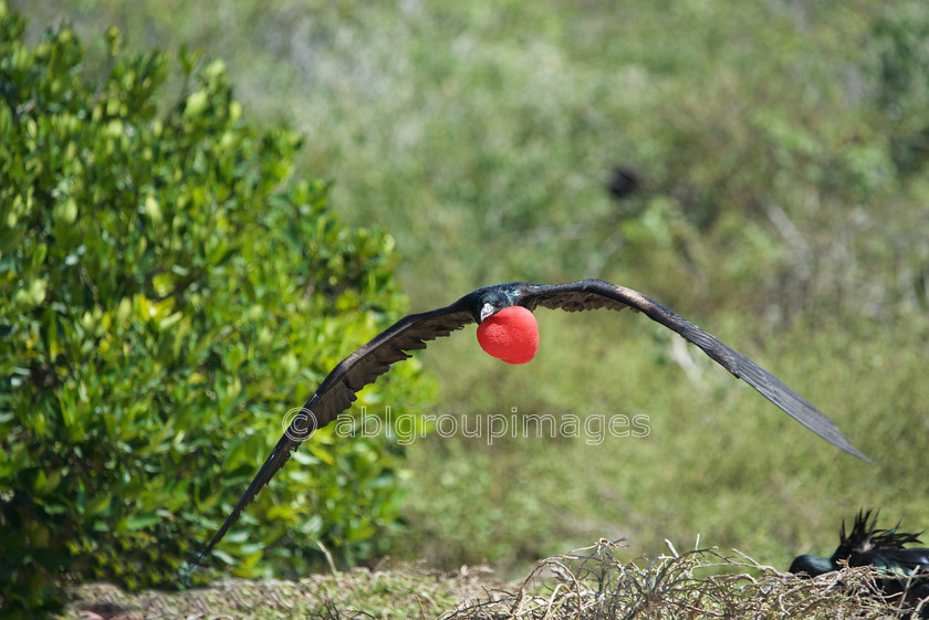 Genovesa 2015-04-18 10-47-47 ABL 8874-Version-2 
 Keywords: birds, Galápagos Wildlife, Magnificent Frigate Bird, wildlife