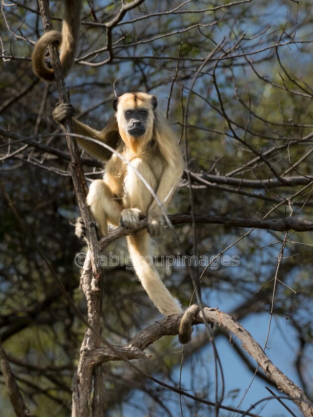 Pantanal 22-08-2022 10-00-25 ABL20777-Edit 
 Howler Monkey 
 Keywords: ANIMALS, Brazil, Panatanal Wildlife, South America, WORLD REGIONS & COUNTRIES, mammals, monkey, primate, wildlife