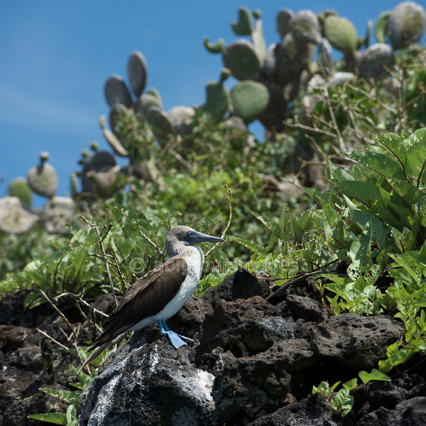 Champion-Islet 2015-04-14 11-17-38 ABL 7044 
 Keywords: birds, Blue-footed Booby, Galápagos Wildlife, wildlife