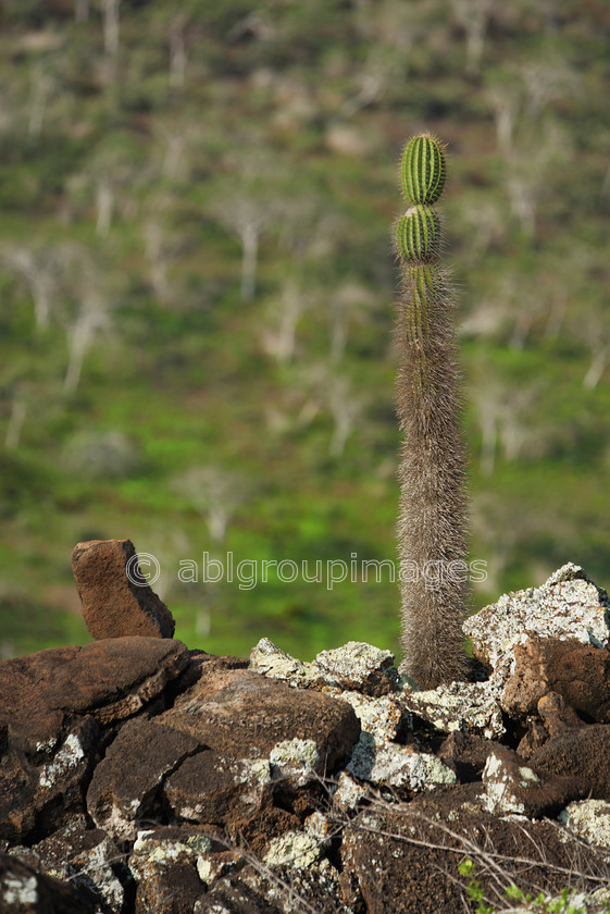 Champion-Islet 2015-04-14 08-30-57 ABL 6825 Version-2 
 Keywords: cactus, Galápagos Wildlife, opuntia, plants, prickly pear cactus, wildlife