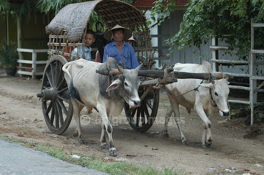 Burma - 00739 
 Bullock Cart Nr Mandalay - Mingun Tour 
 Keywords: Bullock, Bagan, Asia, Burma, Myanmar, land transportation, Cart, transportation, Ox cart, Oxen