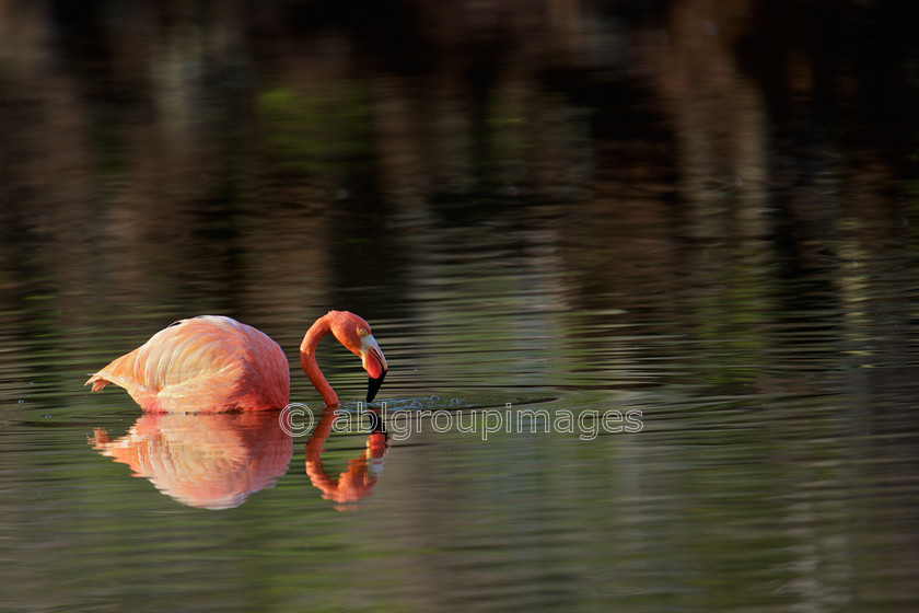 Champion-Islet 2015-04-14 08-03-11 ABL 6766 Version-3 
 Keywords: birds, Galápagos Wildlife, Greater Flamingo, wildlife