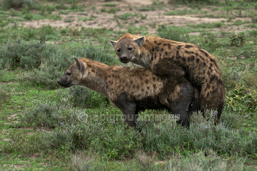 Serengeti 2013-03-11 15-47-26 ABL 5269.NEF 
 Keywords: Africa, ANIMALS, Hyaenidae, Hyena (Spotted), Imagefile-Gallery, mammals, Tanzania, wildlife