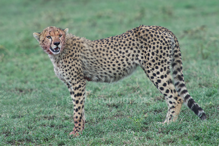 Serengeti 2013-03-12 15-15-03 ABL 5659.tiff - Version 3 
 Keywords: Africa, ANIMALS, cat, cheetah, Imagefile-Gallery, Imagefile-Home, mammals, Tanzania, wildlife