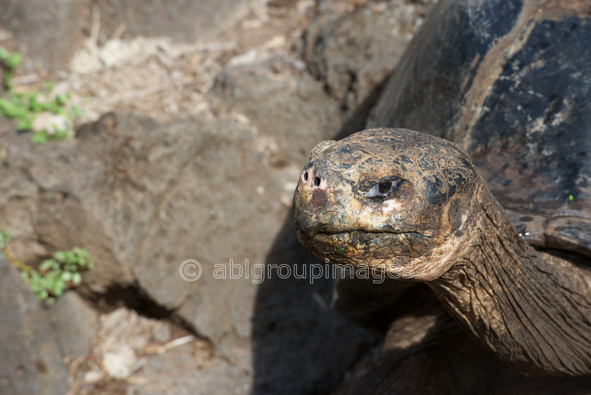 Santa-Cruz 2015-04-15 09-55-50 ABL 7067 
 Keywords: Galápagos Giant Tortoise, Galápagos Wildlife, wildlife