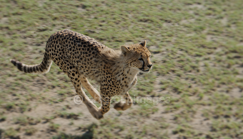 Serengeti 2013-03-14 08-52-11 ABL 6574.tiff - Version 3 
 Keywords: Africa, ANIMALS, cat, cheetah, Imagefile-Gallery, mammals, Tanzania, wildlife