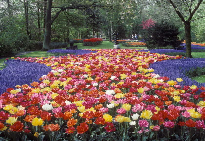 NE82 
 Keukenhof Gardens tulips fields, Amsterdam Holland 
 Keywords: gardens, Netherlands, emotion, landscape, perennial, Flowers, peaceful, tulips, plants, tulip, public garden, calm, flower, Europe