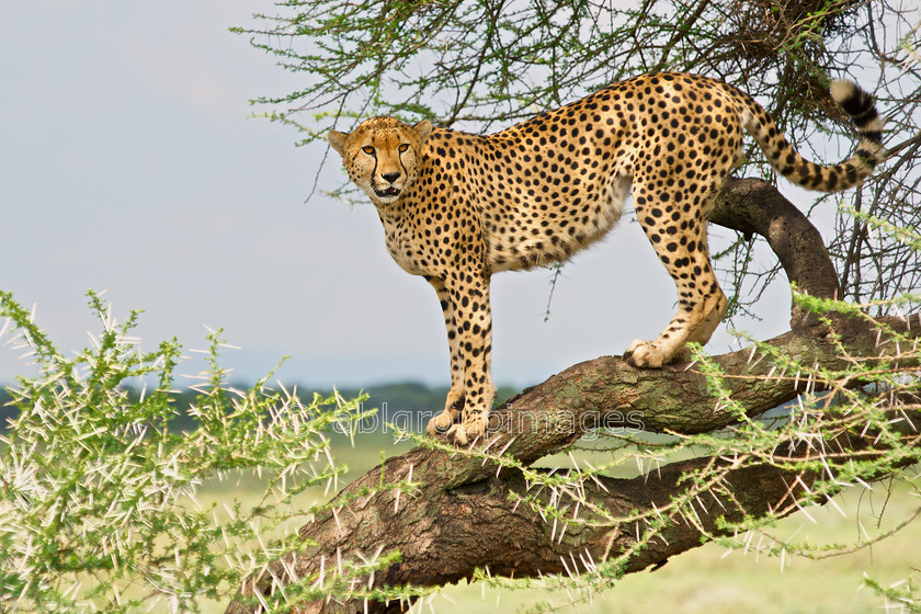 Serengeti 2013-03-10 15-30-50 ABL 5069.tiff - Version 3 
 Keywords: Africa, ANIMALS, cat, cheetah, Imagefile-Gallery, Imagefile-Home, mammals, Tanzania, wildlife