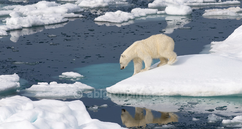 Arctic - 1917 
 Keywords: Animals, Arctic, Day, Europe, mammals, Nature, Norway, Polar Bear, Scandinavia, scenery, sea ice, Svalbard, water, wildlife