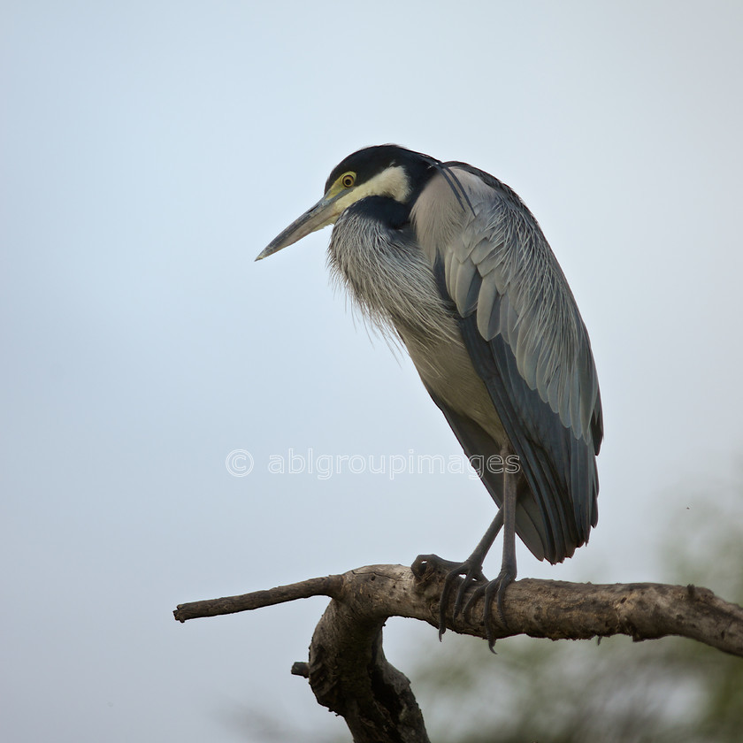 Serengeti 2013-03-11 07-46-51 ABL 5107.tiff - Version 3 
 Keywords: Africa, ANIMALS, Ardea melanocephala, bird, birds, Black-headed Heron, heron, Imagefile-Gallery, Tanzania, wildlife