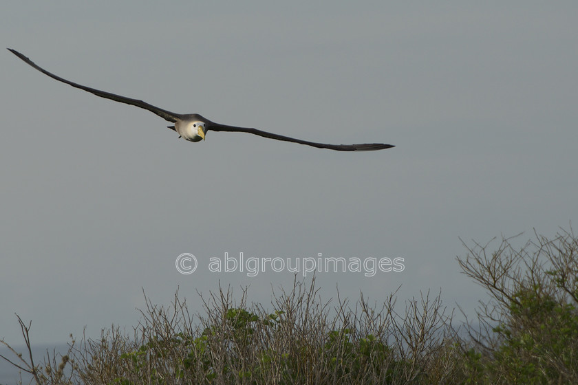 Punta-Suarez 2015-04-13 17-48-09 ABL 6444-Version-2 
 Keywords: ANIMALS, birds, Galápagos Albatross (Waved Albatross), Galápagos Wildlife, wildlife