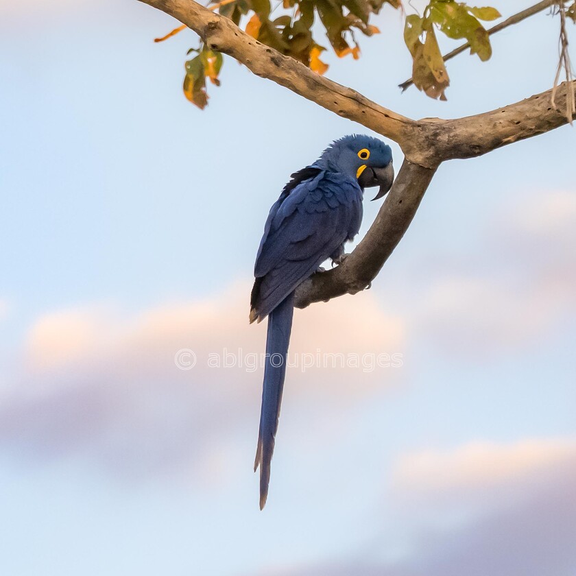 Pantanal 25-08-2022 06-18-01 P8250021-Edit 
 Keywords: ANIMALS, Brazil, Panatanal Wildlife, South America, WORLD REGIONS & COUNTRIES, birds, wildlife