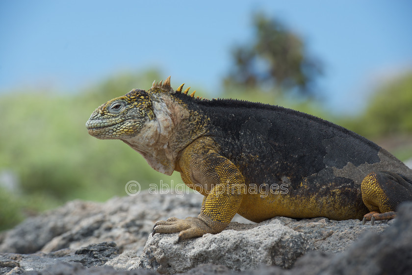 South-Plaza 2015-04-16 10-55-46 ABL 7943 
 Keywords: Galápagos Land Iguana, Galápagos Wildlife, reptile, wildlife