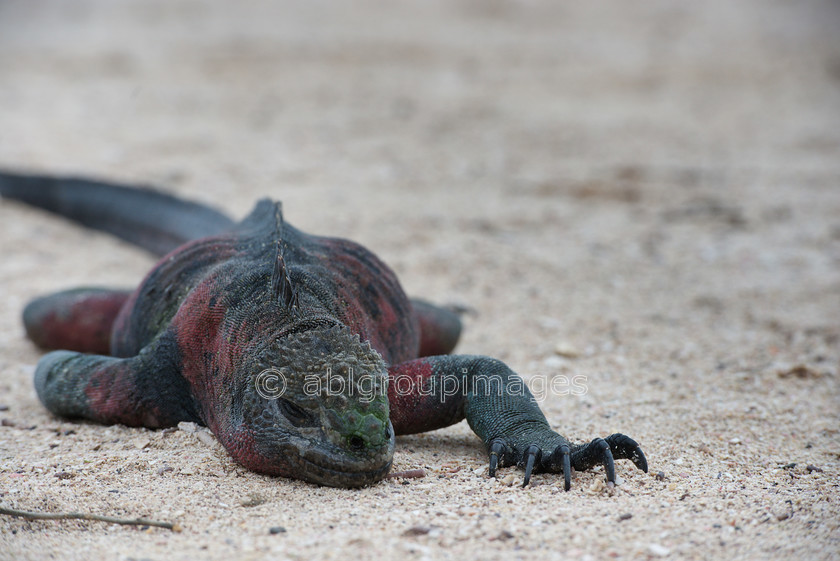 Punta-Suarez 2015-04-13 16-48-07 ABL 6259 
 Keywords: Galápagos Marine Iguana, Galápagos Wildlife, reptile, wildlife