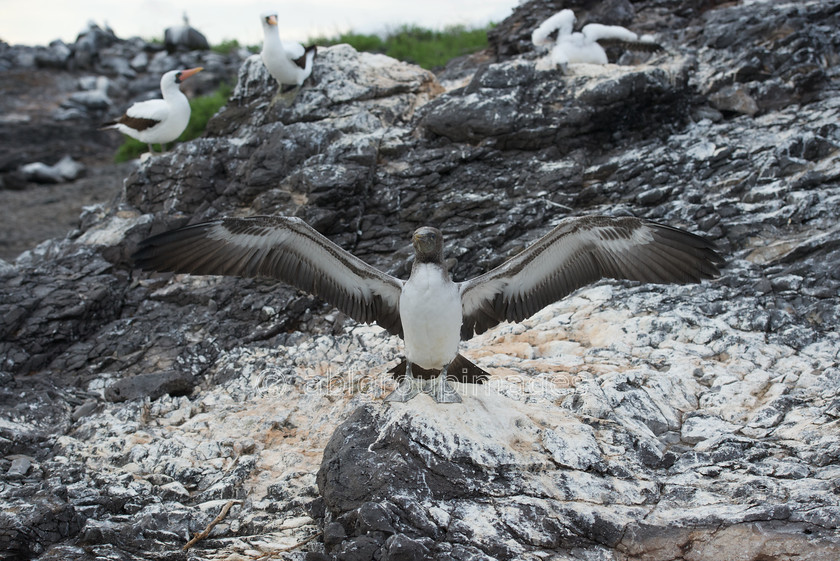 Punta-Suarez 2015-04-13 18-36-49 ABL 6615 
 Keywords: birds, Galápagos Wildlife, Nazca Booby, wildlife