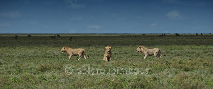 Serengeti 2013-03-12 09-51-10 ABL 5541.NEF - Version 3 
 Keywords: Africa, ANIMALS, cat, Imagefile-Gallery, lion, mammals, Tanzania, wildlife