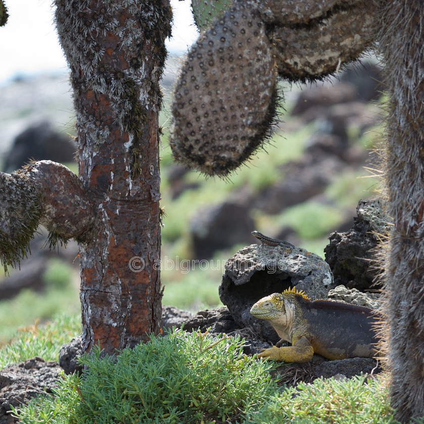 South-Plaza 2015-04-16 09-52-33 ABL 7627 
 Keywords: cactus, Galápagos Land Iguana, Galápagos Wildlife, opuntia, plants, prickly pear cactus, reptile, wildlife