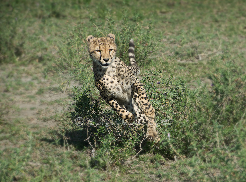 Serengeti 2013-03-14 08-43-44 ABL 6541.tiff - Version 6 
 Keywords: Africa, ANIMALS, cat, cheetah, Imagefile-Gallery, mammals, Tanzania, wildlife