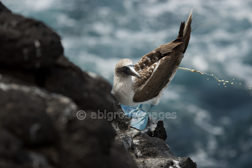 South-Plaza 2015-04-16 10-03-40 ABL 7670 
 Keywords: ANIMALS, birds, Blue-footed Booby, Galápagos Wildlife, wildlife