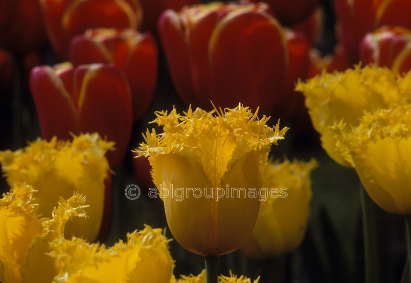 NE70 
 Keukenhof Gardens tulips fields, Amsterdam Holland 
 Keywords: tulip, red, tulips, public garden, Netherlands, calm, peaceful, perennial, gardens, landscape, plants, Flowers, flower, Europe, emotion, deep yellow