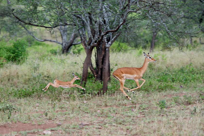 Serengeti 2013-03-09 17-02-25 ABL 4752.tiff - Version 3 
 Keywords: Africa, ANIMALS, Antelope, Impala, mammals, ruminant, Tanzania, wildlife