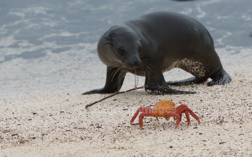 Punta-Suarez 2015-04-13 17-03-47 ABL 6332 
 Keywords: Galápagos Sea lion, Galápagos Wildlife, Sally Lightfoot Crab, wildlife