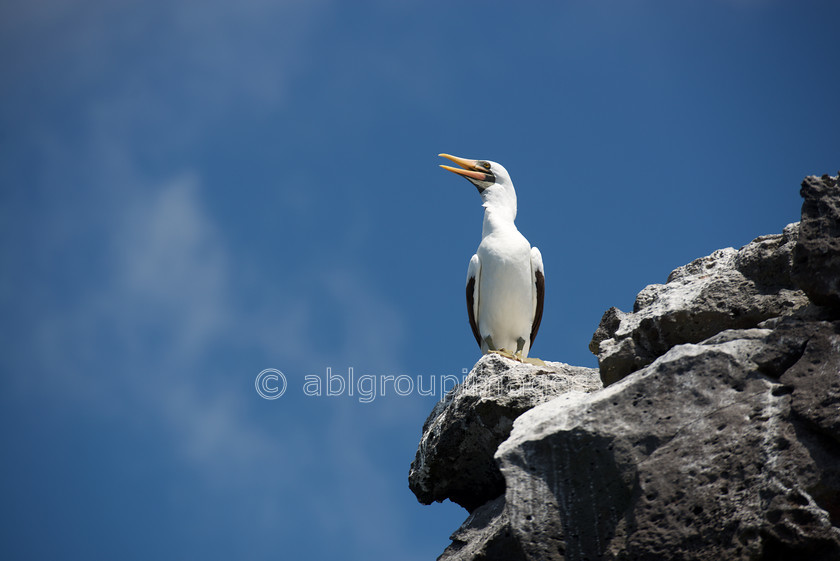 Champion-Islet 2015-04-14 11-13-34 ABL 7037 
 Keywords: ANIMALS, birds, Galápagos Wildlife, Nazca Booby, wildlife