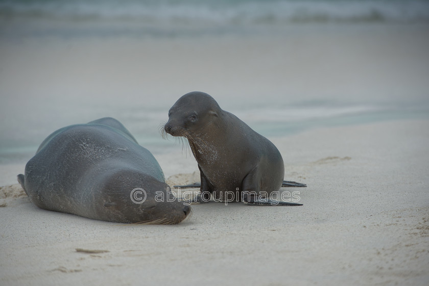 Gardner-Bay 2015-04-13 12-19-37 ABL 6153 
 Keywords: Galápagos Sea lion, Galápagos Wildlife, wildlife